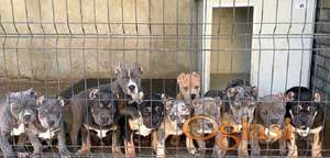 American bully XL / XXL